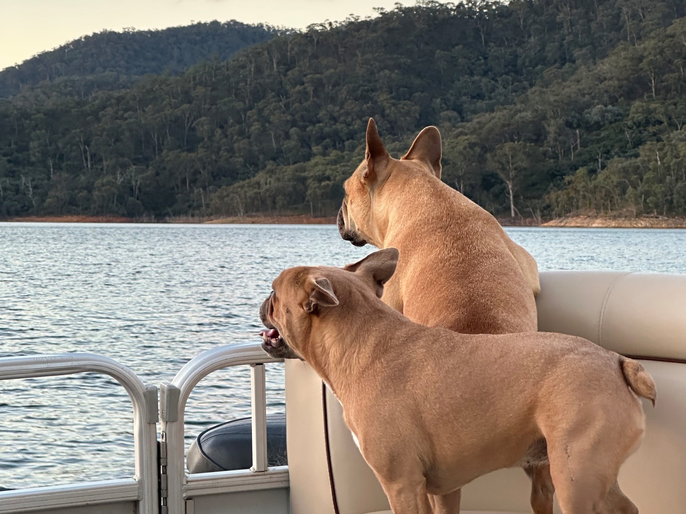 Two dogs on a boat seat overlooking a lake with forested hills and a sunset.