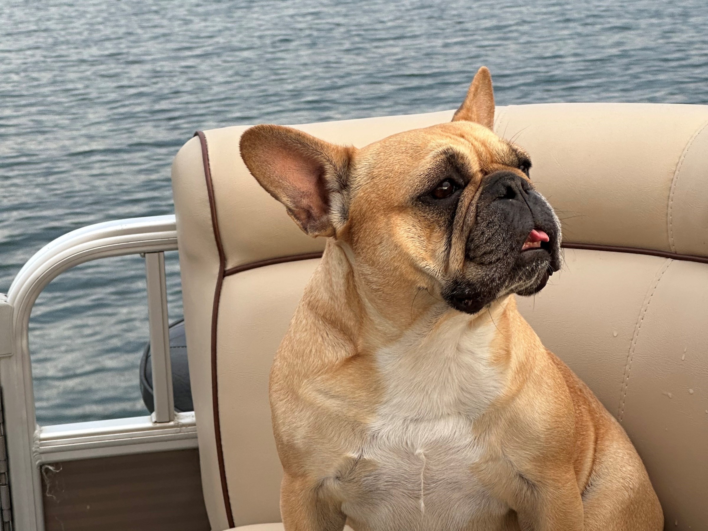 A brown French bulldog sitting on a boat seat with a lake and mountains in the background.